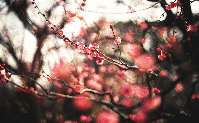 ���x�ձ��zӰ�����ܔzӰ��Ʒ���p