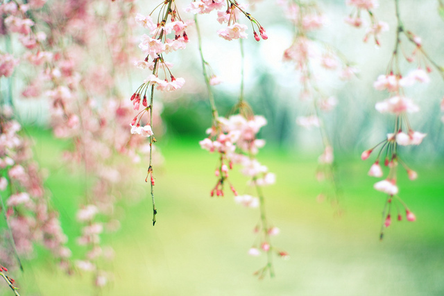 ���x�ձ��zӰ�����ܔzӰ��Ʒ���p