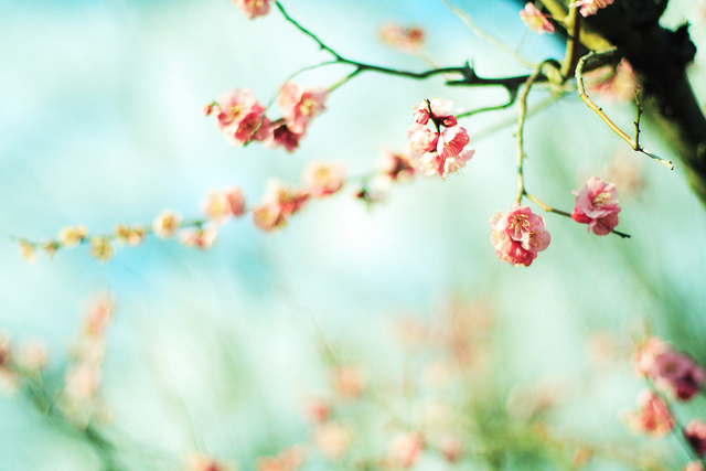 ���x�ձ��zӰ�����ܔzӰ��Ʒ���p