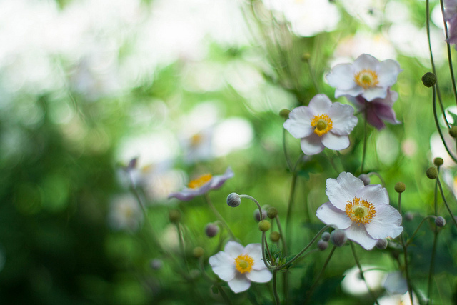 ���x�ձ��zӰ�����ܔzӰ��Ʒ���p