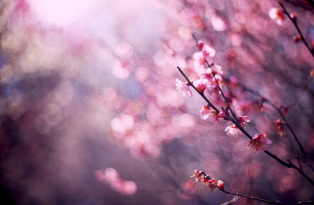 ���x�ձ��zӰ�����ܔzӰ��Ʒ���p