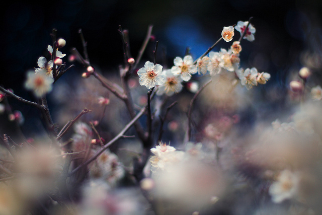 ���x�ձ��zӰ�����ܔzӰ��Ʒ���p