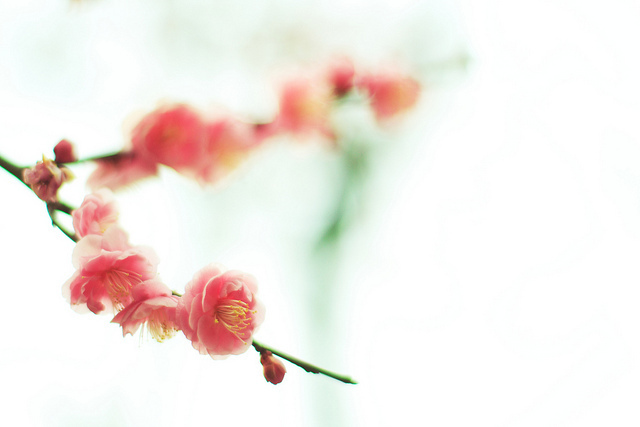 ���x�ձ��zӰ�����ܔzӰ��Ʒ���p