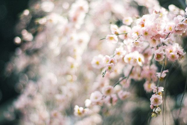 ���x�ձ��zӰ�����ܔzӰ��Ʒ���p