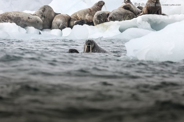 詳細(xì)解析極地?cái)z影必備裝備