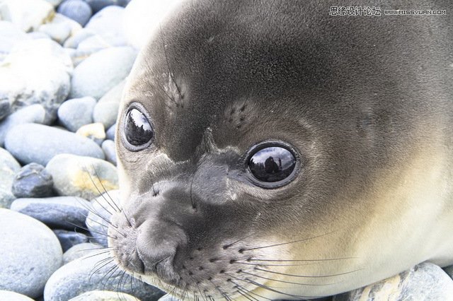 詳細(xì)解析極地?cái)z影必備裝備