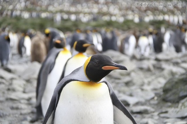 詳細(xì)解析極地?cái)z影必備裝備