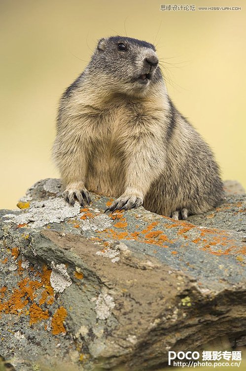 �Ĕz�r��ԓ���]5�N�����͜ʂ�