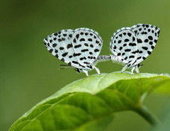 �zӰ�������������B�Ĕz�ĵü���