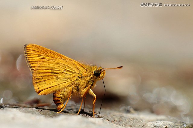 攝影師分析春季生態拍攝心得技巧