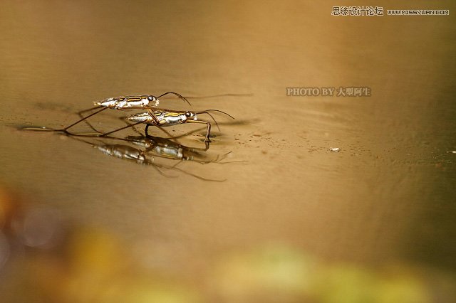 攝影師分析春季生態拍攝心得技巧