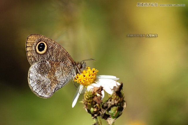 攝影師分析春季生態拍攝心得技巧