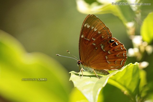 攝影師分析春季生態拍攝心得技巧