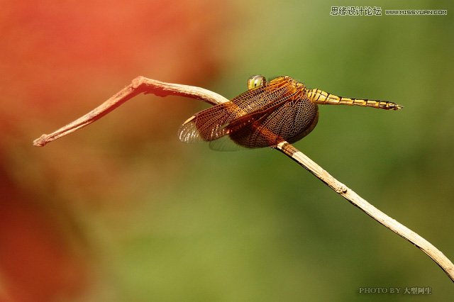 攝影師分析春季生態拍攝心得技巧