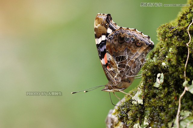 攝影師分析春季生態拍攝心得技巧