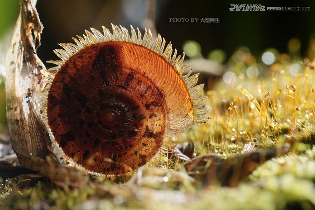 攝影師分析春季生態拍攝心得技巧