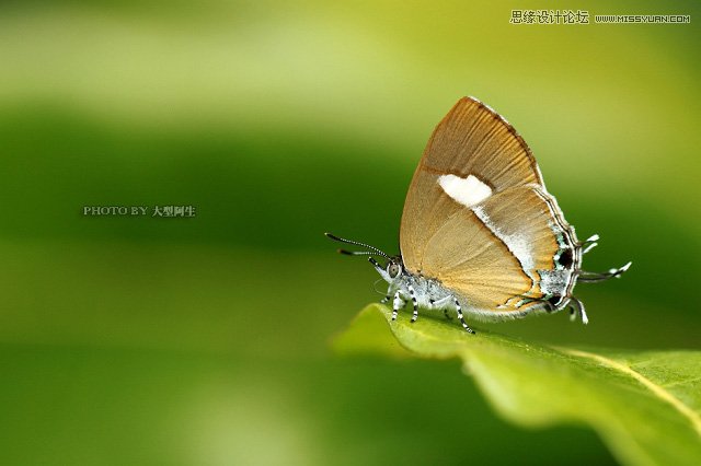 攝影師分析春季生態拍攝心得技巧