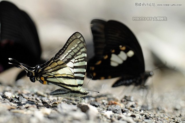 攝影師分析春季生態拍攝心得技巧