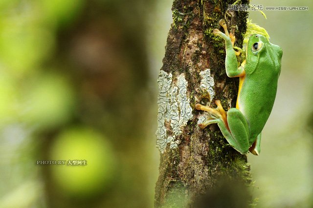攝影師分析春季生態拍攝心得技巧