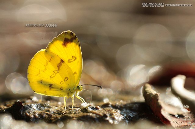 攝影師分析春季生態拍攝心得技巧