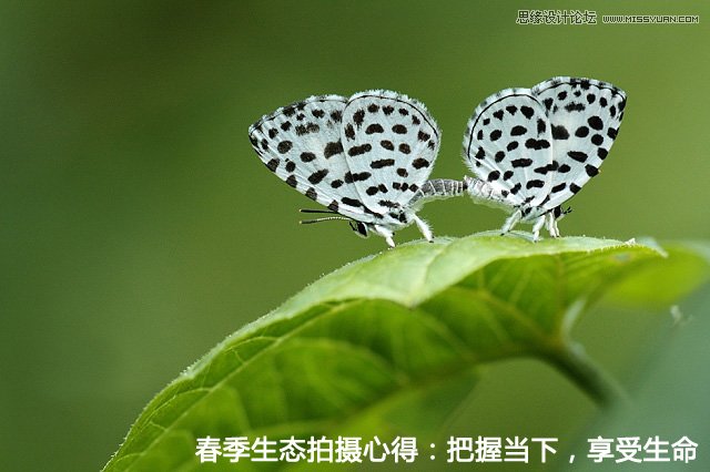 攝影師分析春季生態拍攝心得技巧