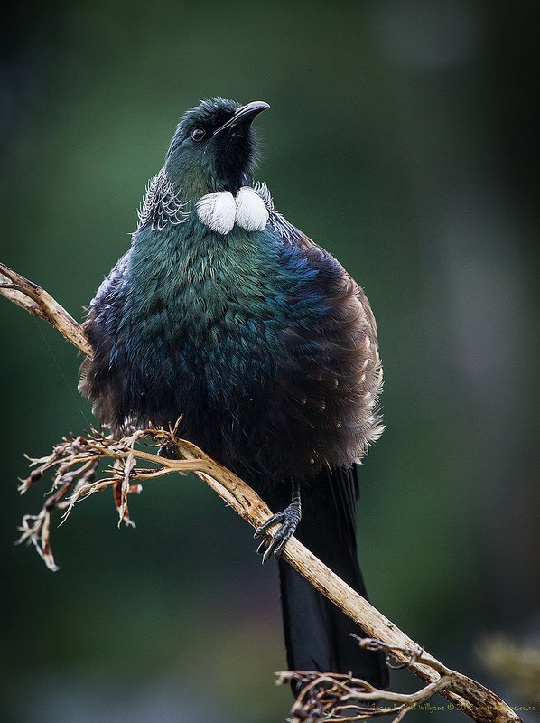 ���l(f��)���`�Є�(chu��ng)��ĔzӰ��Ʒ���p