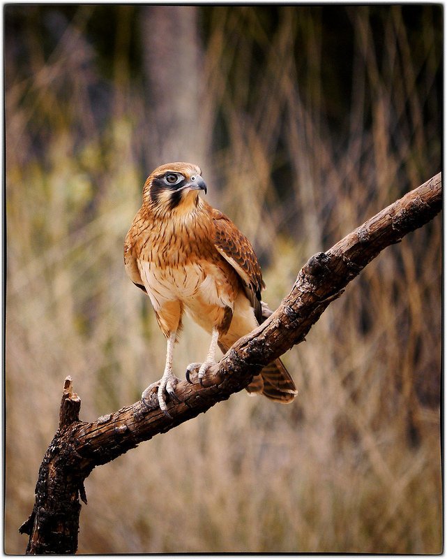 ���l(f��)���`�Є�(chu��ng)��ĔzӰ��Ʒ���p