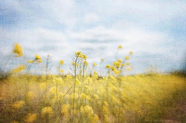 ���l���`�Є���ĔzӰ��Ʒ���p