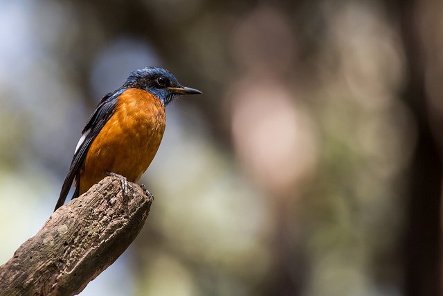 ���l(f��)���`�Є�(chu��ng)��ĔzӰ��Ʒ���p