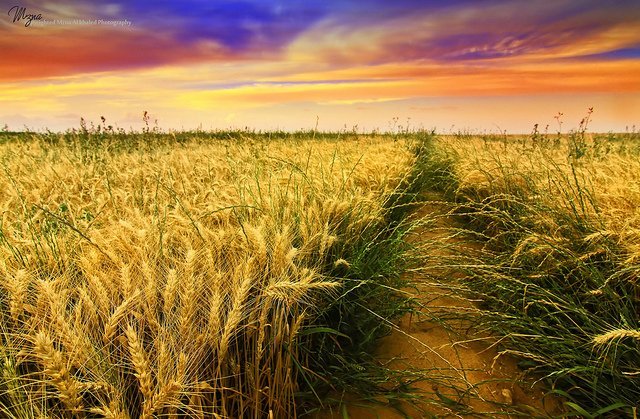 ���l���`�Є���ĔzӰ��Ʒ���p