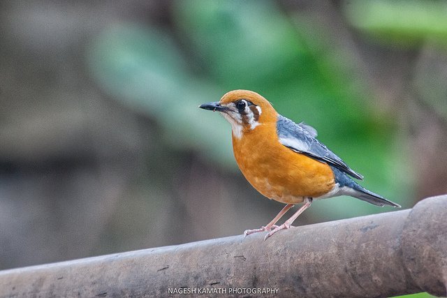 ���l(f��)���`�Є�(chu��ng)��ĔzӰ��Ʒ���p