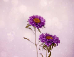 ���x����LOMO�L(f��ng)�񺆆�Ư���ĔzӰ��Ʒ