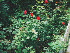 PhotoshopԔ�������D�ӻ��ģʽԔ���U��