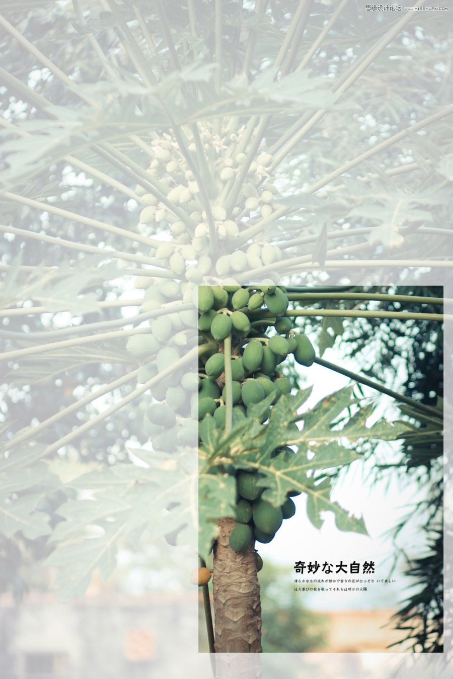 Ԕ�������zӰ��Ʒ�еĘ��D���ɽ̳�