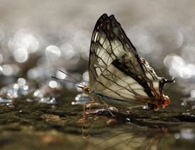 ���ֱ،W��΢���zӰ���T֪�R�ͼ���