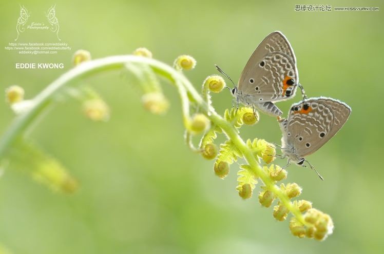 新手必學(xué)的微距攝影入門知識(shí)和技巧