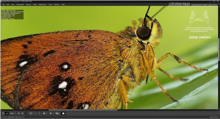 新手必學(xué)的微距攝影入門知識(shí)和技巧