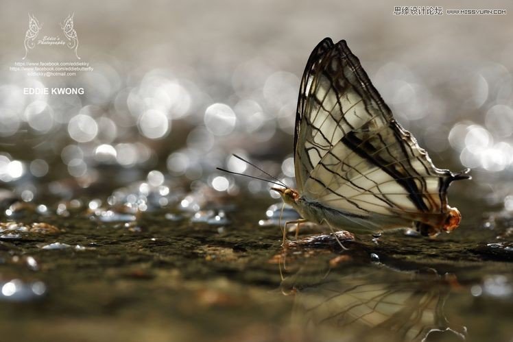 新手必學(xué)的微距攝影入門知識(shí)和技巧