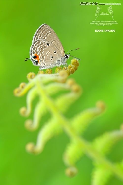 新手必學(xué)的微距攝影入門知識(shí)和技巧