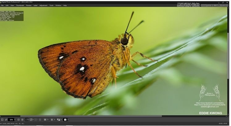 新手必學(xué)的微距攝影入門知識(shí)和技巧