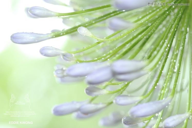 新手必學(xué)的微距攝影入門知識(shí)和技巧