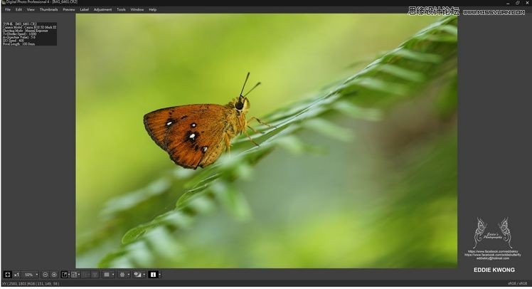 新手必學(xué)的微距攝影入門知識(shí)和技巧