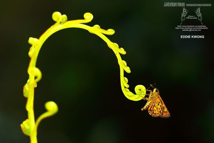 新手必學(xué)的微距攝影入門知識(shí)和技巧