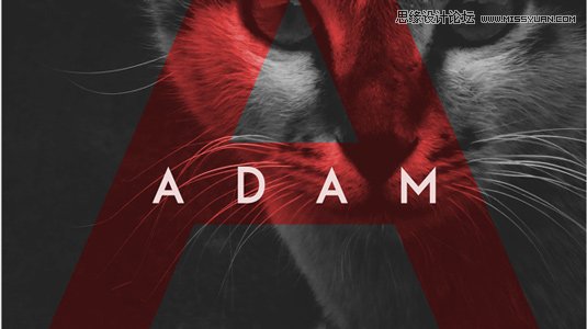 Adam 23款國外優秀時尚的頂尖英文字體打包下載