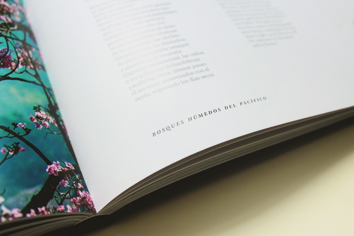 Arboles Magicos���������OӋ���p