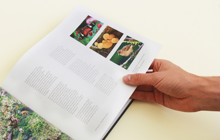 Arboles Magicos���������O(sh��)Ӌ���p