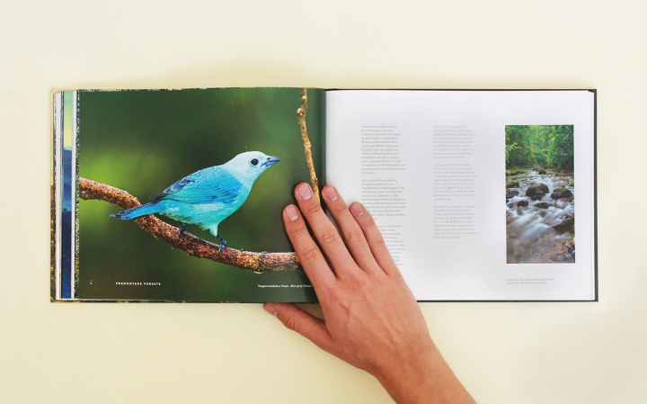 Arboles Magicos���������OӋ���p