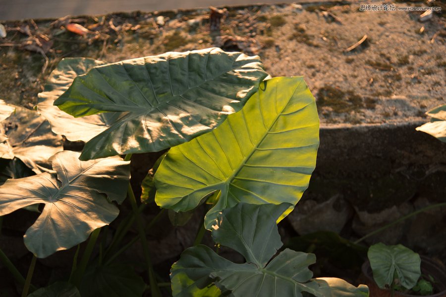 淺談新手攝影師如何生活取景和構圖