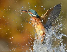 �Ă��˄ݎ������_�uՓ�e�˵ĔzӰ��Ʒ