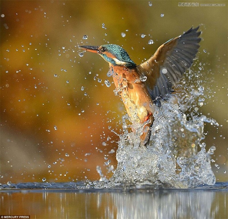 �Ă��˄ݎ������_�uՓ�e�˵ĔzӰ��Ʒ